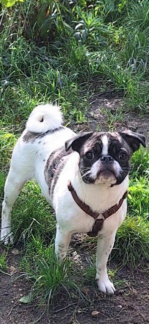 Mops Hündin Pied sucht neues Körbchen 