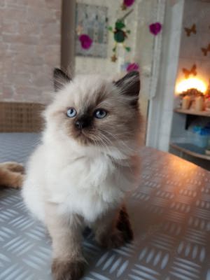 Ragdoll Katze Ragdoll Kitten