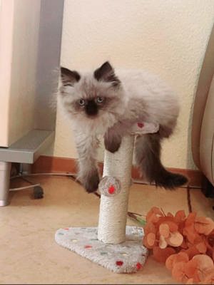 Ragdoll Katze Ragdoll Kitten 