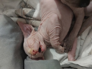 Canadian Sphynx Kitten männlich 