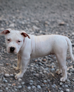 OEB Old English Bulldog Welpen