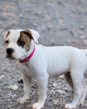 OEB Old English Bulldog Welpen