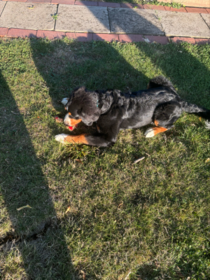 Berner Sennenhund   Labrador Mix Welpe