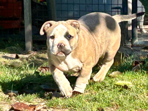 american pocket Bully