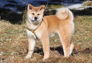 Reinrassige, japanische Akita Inu Welpen