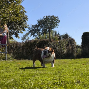 Englisch bulldog Hündin mit Papiere 