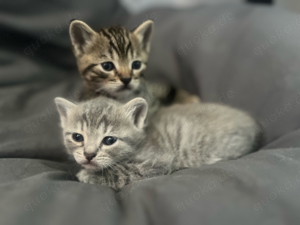 Bengal-BKH Mix Kitten 