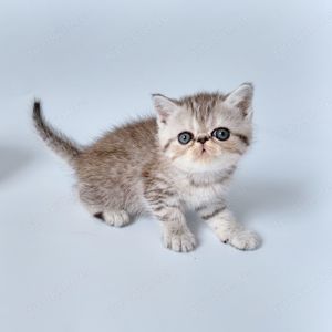 Goldiges Kitten: Exotic Shorthair Grace sucht ihr Für-immer-Zuhause