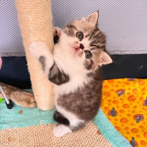 Exotic Shorthair Kitten (männlich): Fibie sucht eine neue Familie - mit Stammbaum