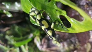 Dendrobates Auratus Capurgana gelb