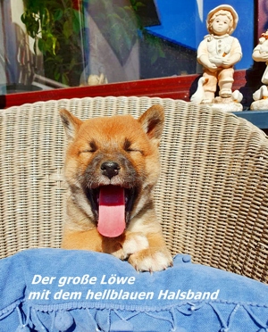 süße Shiba Inu Welpen (Reinrassig)