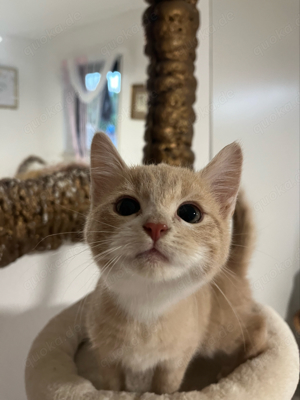 Kleine Maine Coon mix kitten