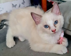 Ragdoll kitten