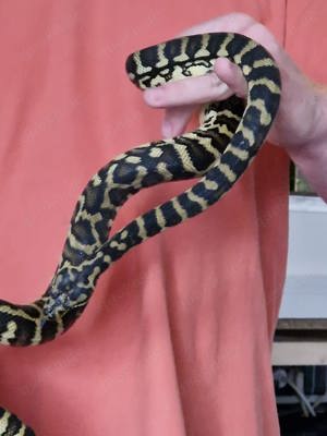 Teppichpython 1.0 Bredli - Cheynei Mix 2019