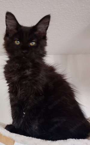 Maine coon Kater Black solid 