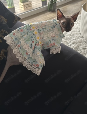 Wir suchen für unsere  Sphynx einen Deckkater.