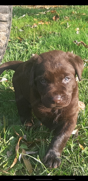 Labradorwelpen in schoko und schwarz