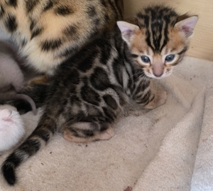 reinrassige Bengalkitten mit Stammbaum 