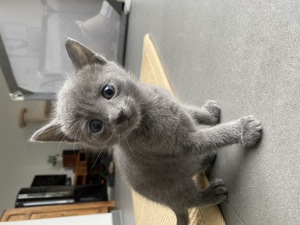 Russisch blau Kitten 