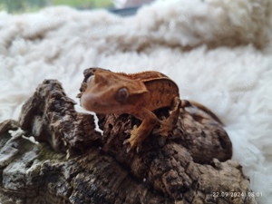 Kronengecko Subadult, wahrscheinlich ein Weibchen 