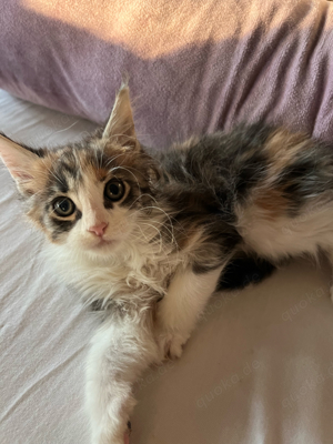 Maine Coon Kitten ( Mädchen) 