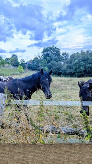 Schwarze Schönheit Hengst 2.Jahre alt  gypt Bild 3