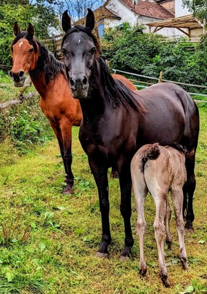 Schwarze Schönheit Hengst 2.Jahre alt  gypt Bild 4