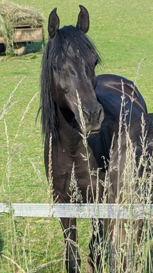 Schwarze Schönheit Hengst 2.Jahre alt  gypt Bild 5