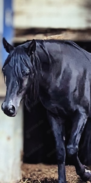 Schwarze Schönheit Hengst 2.Jahre alt  gypt Bild 6