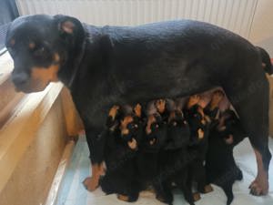 Rottweiler Welpen 