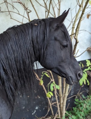 Schwarze Schönheit Hengst 2.Jahre alt  gypt Bild 7