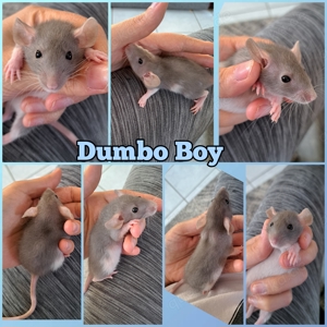 Ratten Baby Böckchen super lieb und gesund 