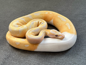 Dreamsicle Lavender Piebald Königspython python regius 