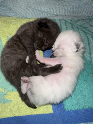 Siam kitten; Kätzchen; Traumhaftes Duo; Siamkitten