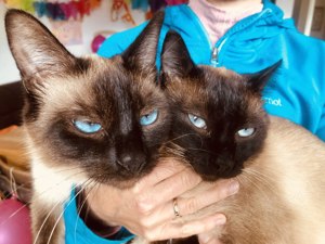 Siam Kitten, Kätzchen - Wurfankündigung Mitte März Bild 8