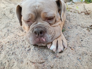 Old English Bulldogge