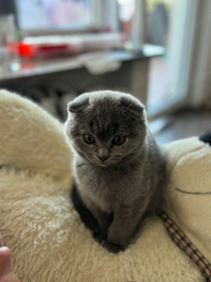 Katze, britische Kurzhaare,Kitten