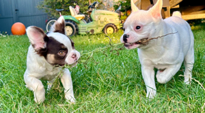 Französische Bulldoggen Hündinnen mit AT