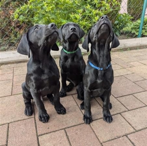 Verkaufe Labradorwelpen, schwarz, showline