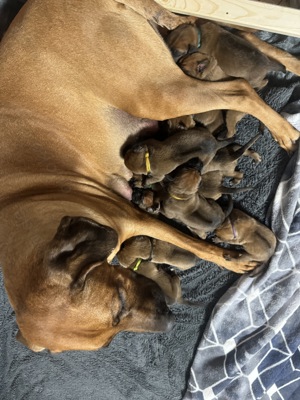 Rhodesian Ridgeback Welpen mit Ahnentafel 