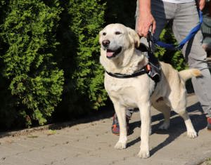 *STELLA* Ich bin lieb, gehorsam und verschmust. Leider ist mein Herrchen verstorben ...