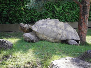 Baby Schildkröten, Riesenschildkröten , Spornschildkröten, Nz. 07 2024 Astrochelys Sulcata 80,--