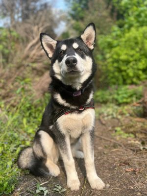 husky sucht Zuhause 