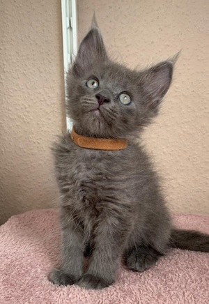 XXL Maine Coon Katerchen