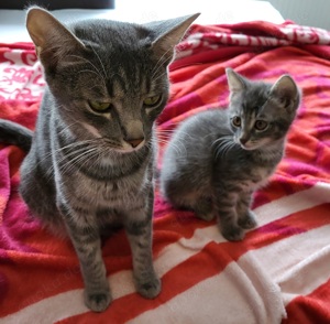 3 Mädels & 1 Bub suchen bald ein neues Zuhause 