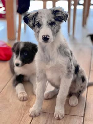 Wunderschöne Border Collie welpen