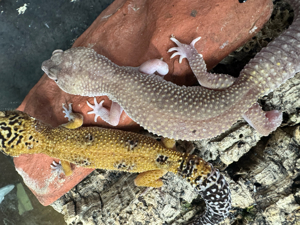 2Leopardgeckos