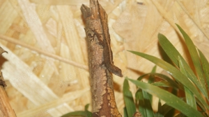 Anolis sagrei Bahamaanolis Jungtiere 