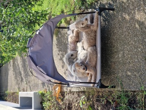 Bedlington Terrier