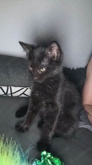 Baby Katze zu verkaufen